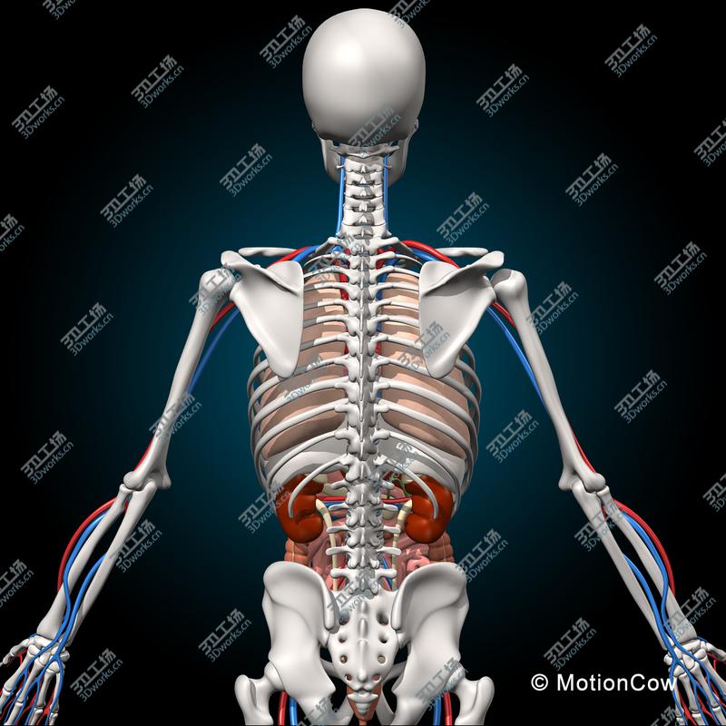 images/goods_img/20210113/Skeleton & Anatomy/5.jpg